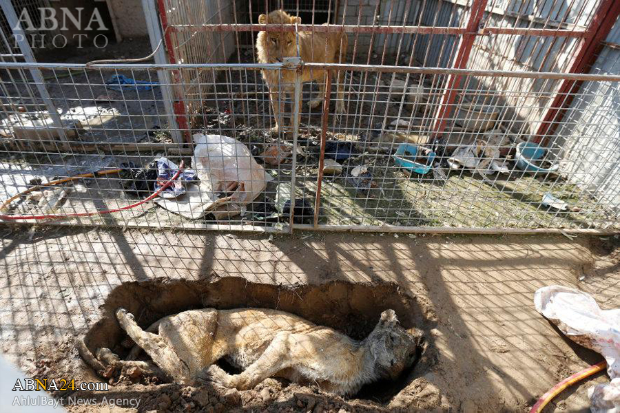 Berita Bergambar: Zoo Di Mosul