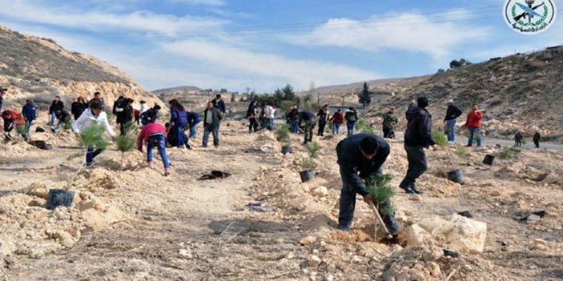 Plant saplings in 'Martyr’s Forest', Damascus countryside