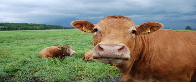 Qatar Akan Terbangkan 4,000 Ekor Lembu Ke Negara Itu