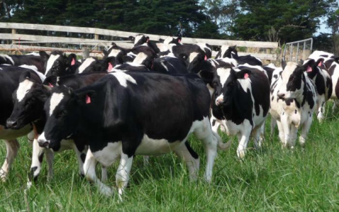 Turki ‘Usir’ Lembu Belanda Gara-Gara Krisis Diplomatik