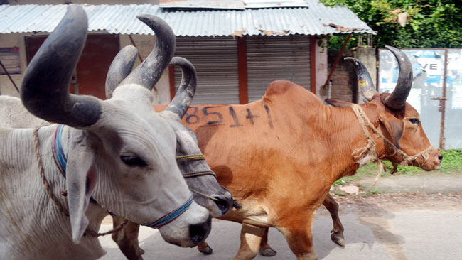 গুজরাটে গরু জবাইয়ের শাস্তি যাবজ্জীবন 