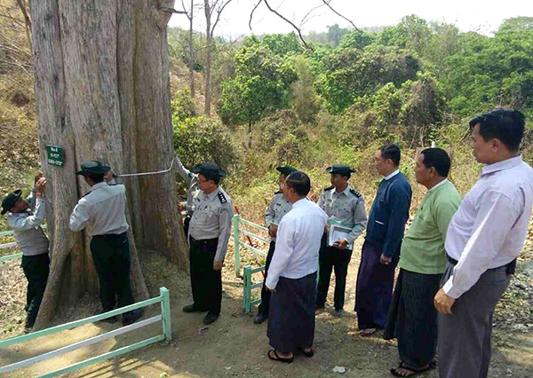 ျမန္မာ့အေစာဆံုး ကြၽန္းစိုက္ခင္း ျပည္ကြၽန္းႀကိဳး၀ိုင္းသို႔ ဒုသမၼတဦးျမင့္ေဆြ လာေရာက္ၾကည့္႐ႈ