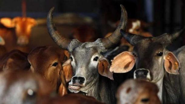 ভারতে গরুর পরিচয়পত্র 