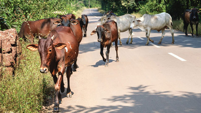 ভারতে জবাইয়ের জন্য গরু কেনাবেচা চলবে 