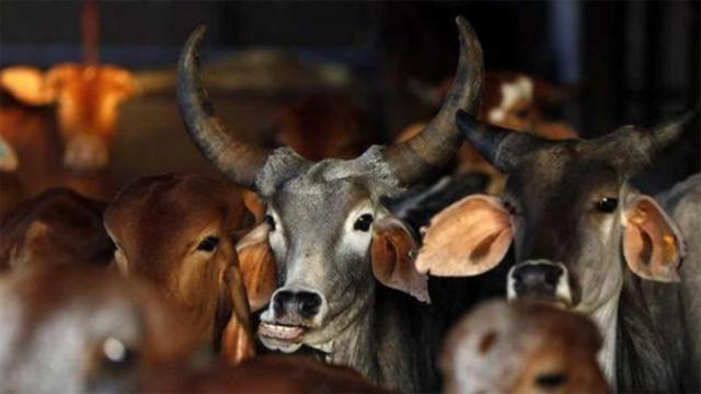 ভারতে গরুর জন্য মন্ত্রণালয় হচ্ছে! 
