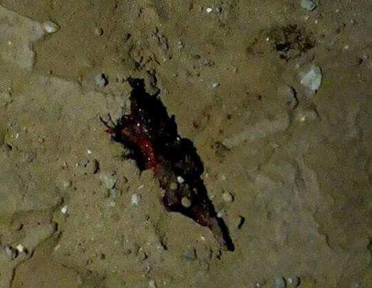 تكفيري يفجر نفسه ويقتل عنصرا من حركة (حماس) ويجرح آخرين على حدود غزة ومصر