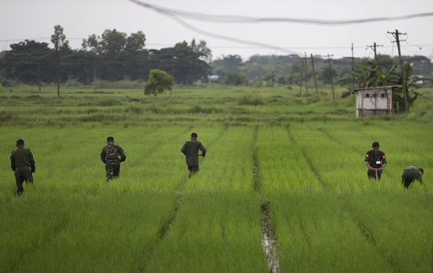 Myanmar starts harvesting farmland abandoned by Rohingya Muslims