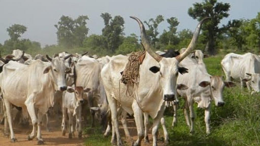 An hallaka Fulani Makiyaya dubu guda -Miyetti Allah