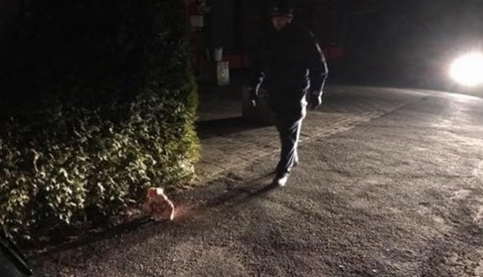Njemačka: Pred ulazom džamije ostavljena svinjska glava