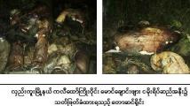 ေတာဆင္ရိုင္းတစ္​​ေကာင္​အား ခႏၶာကိုယ္​ သံုးပိုင္​း ပိုင္​းလ်က္​​ေတြ႔႐ွိ