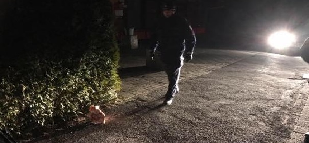 Muslime beleidigt – Schweinekopf gegen Flüchtlinge