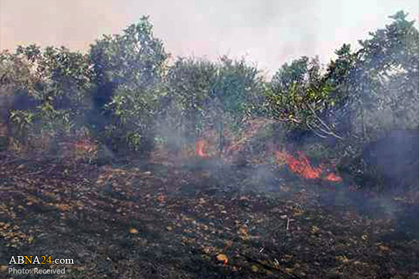 Jabhat al-Nusra terrorists set fire to farmlands in vicinity of Hadar village in Quneitra / Pics
