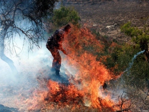 Pendatang Yahudi Musnahkan Pokok Zaitun