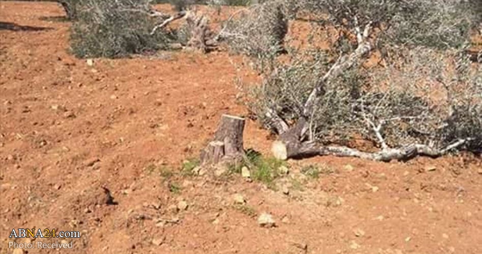 Extremist Israeli Settlers uproot olive trees, torch lands south Nablus 