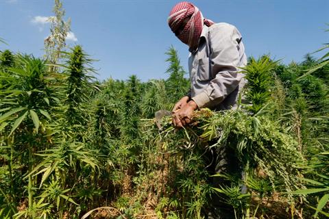 الإعدام لكل من يقدم على زراعة "الحشيش" في سوريا