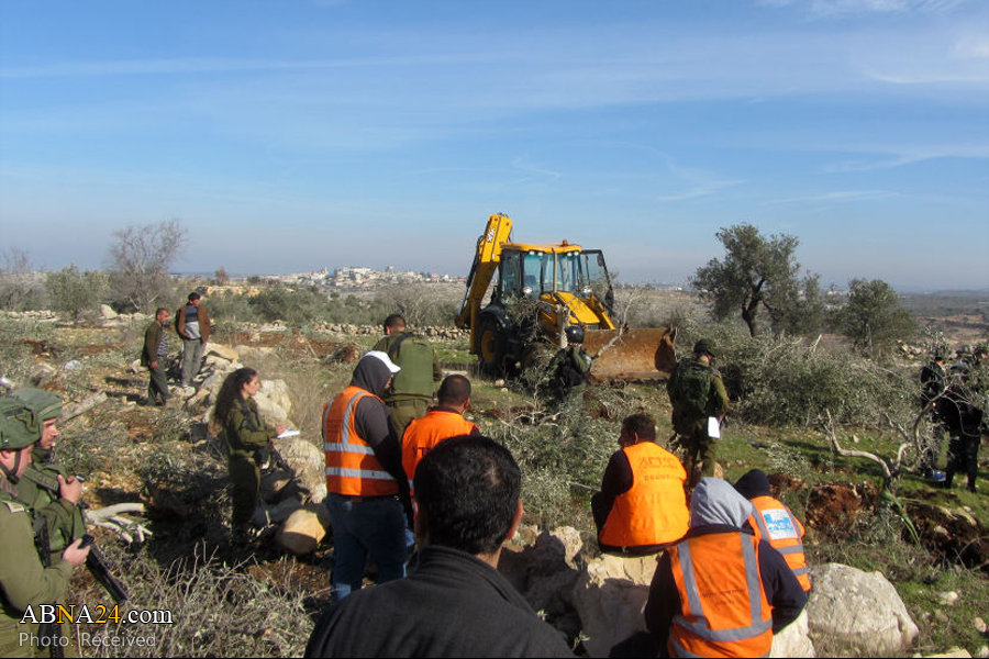 Israeli forces uproot over 500 olive trees in Jordan Valley in West Bank