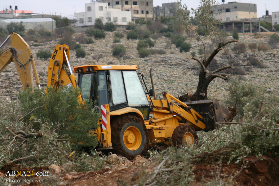 Israeli bulldozers uproot 300 Palestinian-owned trees near Jenin
