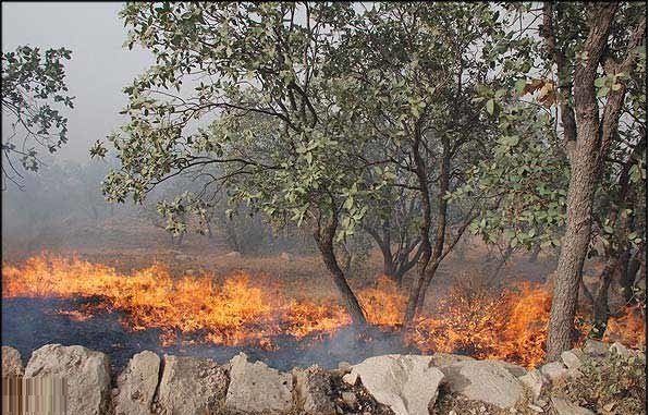 دەغڵ ودانی هاووڵاتیانی کوردی سنووری کەرکووکی سووتا
