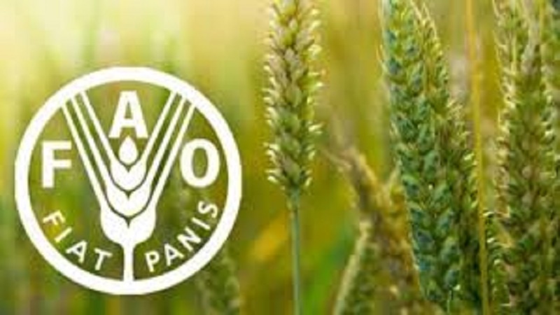 Fao: cibo sia sano, no chimico e finto