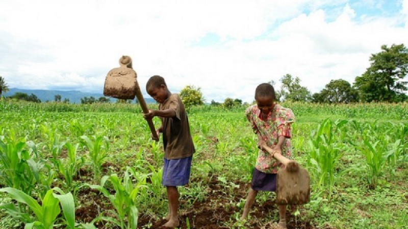 FAO: Mamilioni ya watoto wanatumikishwa kwenye kilimo duniani FAO: Mamilioni ya watoto wanatumikishwa kwenye kilimo duniani
