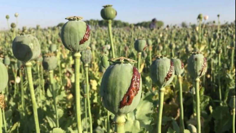 イランは、麻薬対策の先進国
