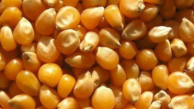Iran accounts for a third of Brazil’s corn exports: Official