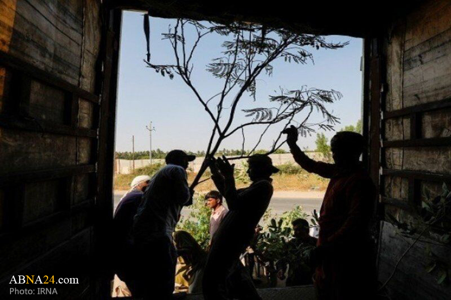 Pakistani citizen sent thousands of saplings to Iraq to provide shade to Arbaeen pilgrims