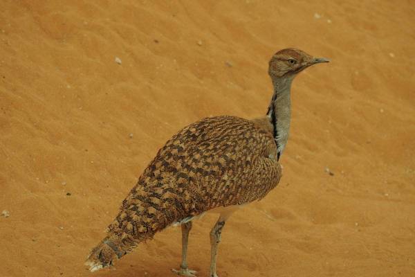 Keluarga Diraja Qatar Ditahan Buru Burung Secara Haram