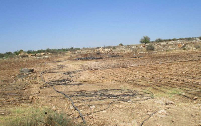الاحتلال الاسرائيلي يدمّر محاصيل المزارعين الفلسطينيين