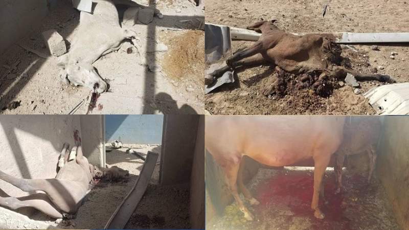 طيران العدوان السعودي يستهدف اسطبلات الخيول بالكلية الحربية وسقوط ضحايا