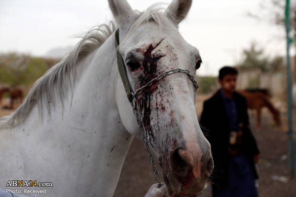 Photos: Saudi warplanes targets horses’ stables in Yemen