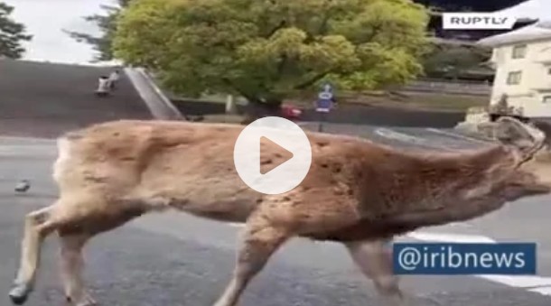 (VIDEO) Coronavirus, in Giappone i cervi invadono la citta'