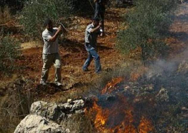 المستوطنون يحرقون مئات "أشجار الزيتون" الفلسطينية جنوب نابلس