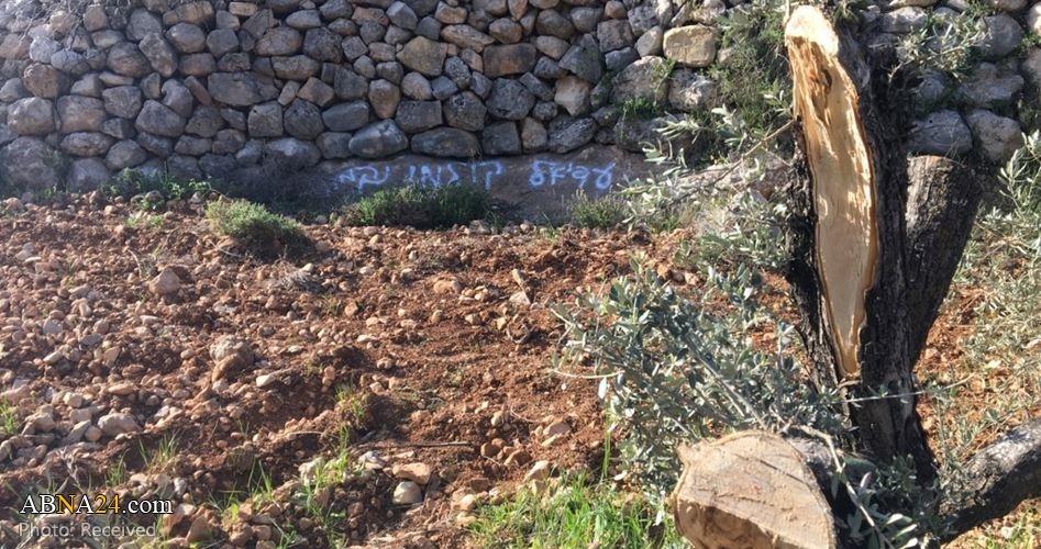 Israeli occupation forces uprooted perennial olive trees in Husan village