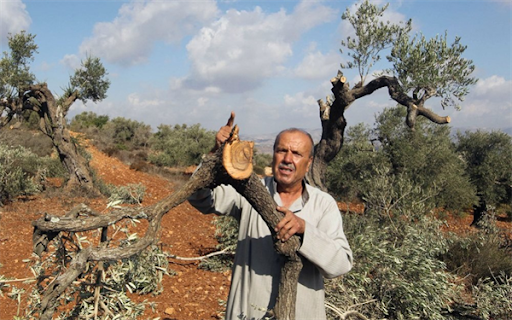 عصابات الاحتلال الاسرائيلي تعتدي على اشجار الزيتون التابعة للفلسطينيين