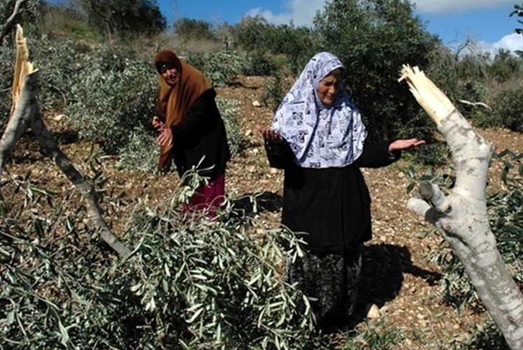 المستوطنون يقطعون أشجار الزيتون ويعتدون على المزارعين الفلسطينيين بالضفة الغربية
