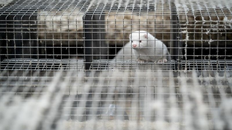 Covid e visoni, stop allevamenti in Danimarca per il 2021