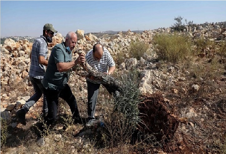 Terrorismo israelí: “Olivos en llamas en la ocupada Ribera occidental”