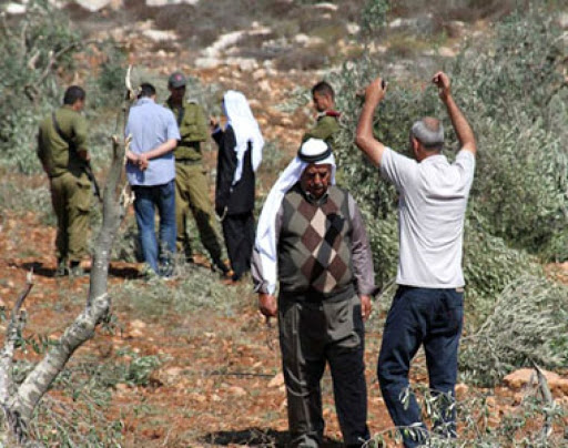 قوات العدو الصهيوني تعتقل 25 فلسطينيا والمستوطنون يقتلعون 45 شجرة زيتون من الضفة