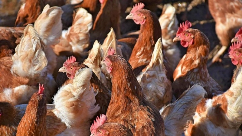 Yaponiyada quş qripi yayılıb