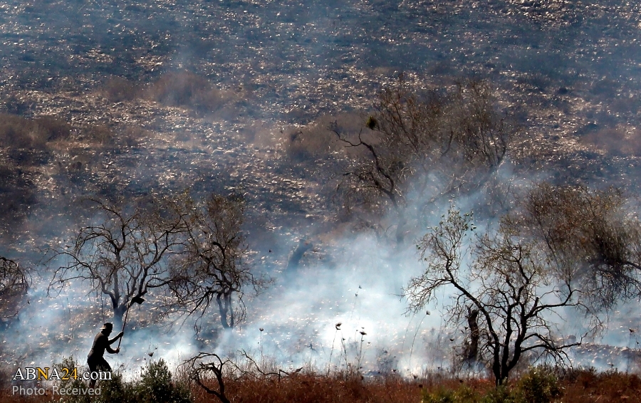 Extremist Israeli settlers burn 400 olive trees of Palestinians in West Bank