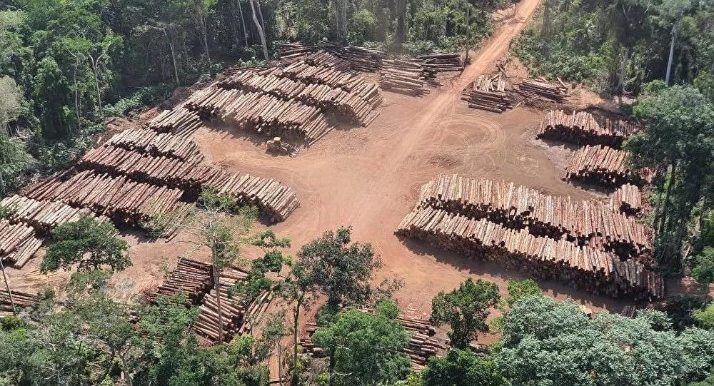 Polícia Federal realiza a maior apreensão de madeira irregular da história do Brasil