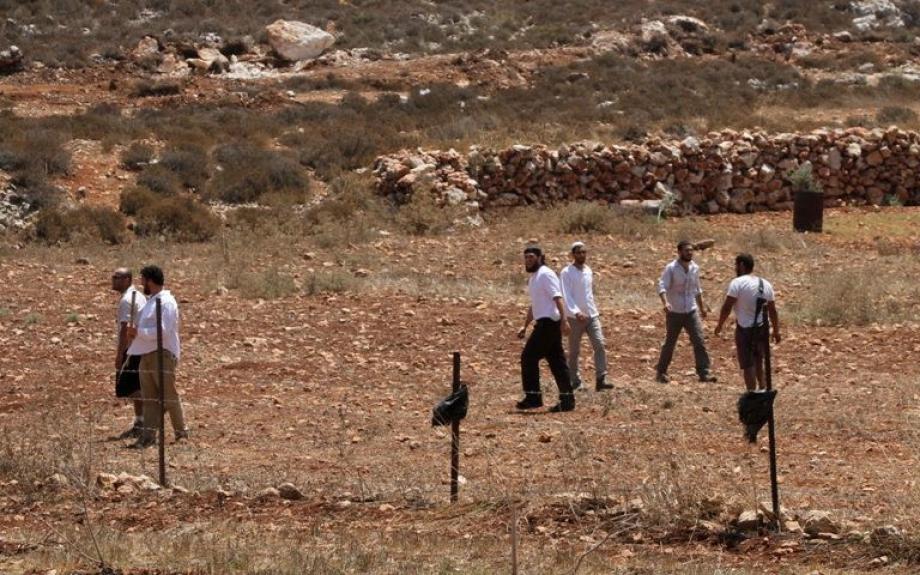 مستوطنون يقتلعون عشرات أشجار الزيتون ويسرقونها شرق يطا
