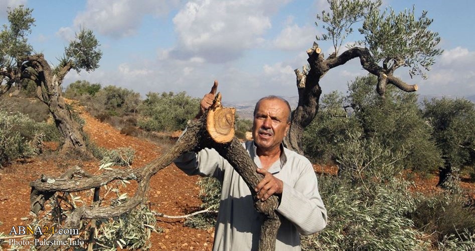 Extremist Jewish Settlers destroy 120 Palestinian olive trees in West Bank town of Kafr ad-Dik