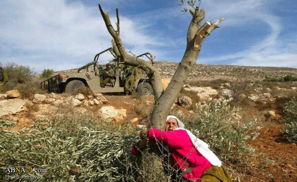 Israeli occupation army uproots 10,000 forest trees, 300 olive trees