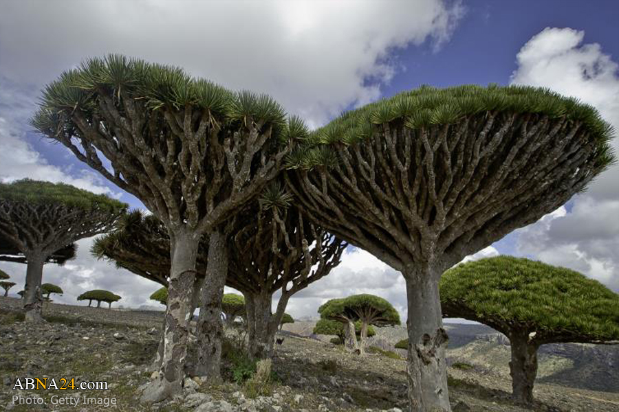 Israel looting resources on Socotra island under UAE cover: Yemeni Minister