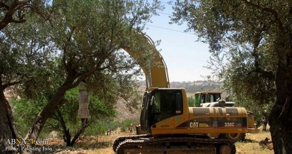 Israeli occupation forces uproots over 1000 Palestinian trees, seizes private car in Jordan Valley