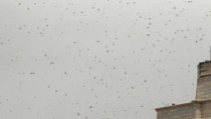 Sciami di cavallette invadono il cielo di Damasco