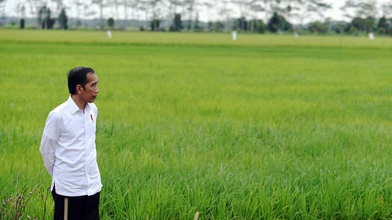 Nilai Tukar Petani Turun, Harga Tanaman Pangan Ikut Merosot