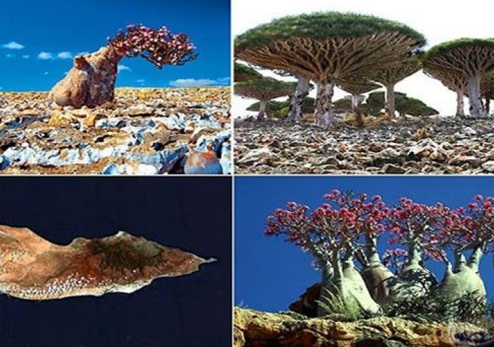 الإمارات تجلب سياح إسرائيليين إلى سقطري اليمنية